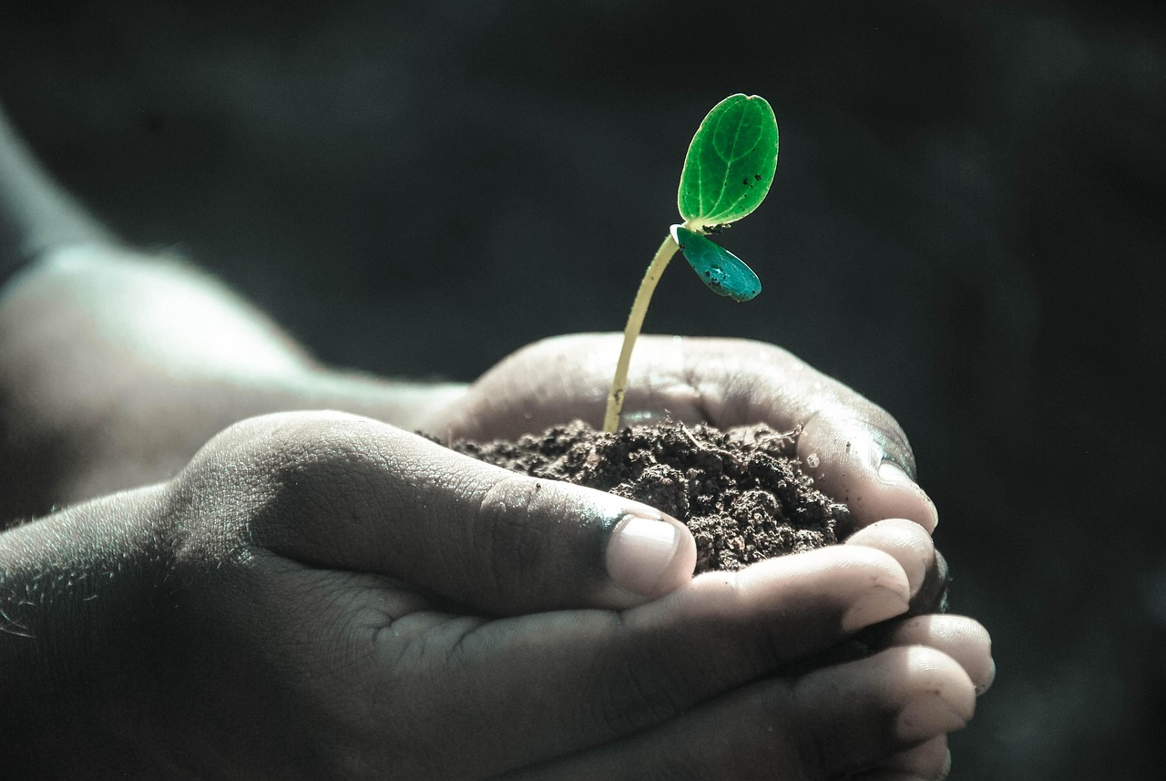 hands, macro, nature, plant, soil, grow, life, gray life, gray plant, gray plants