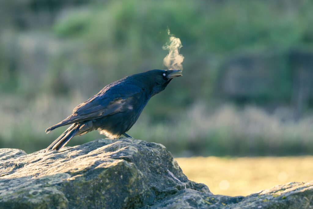 A crow exhaling in the crisp morning air while perched on a rock.