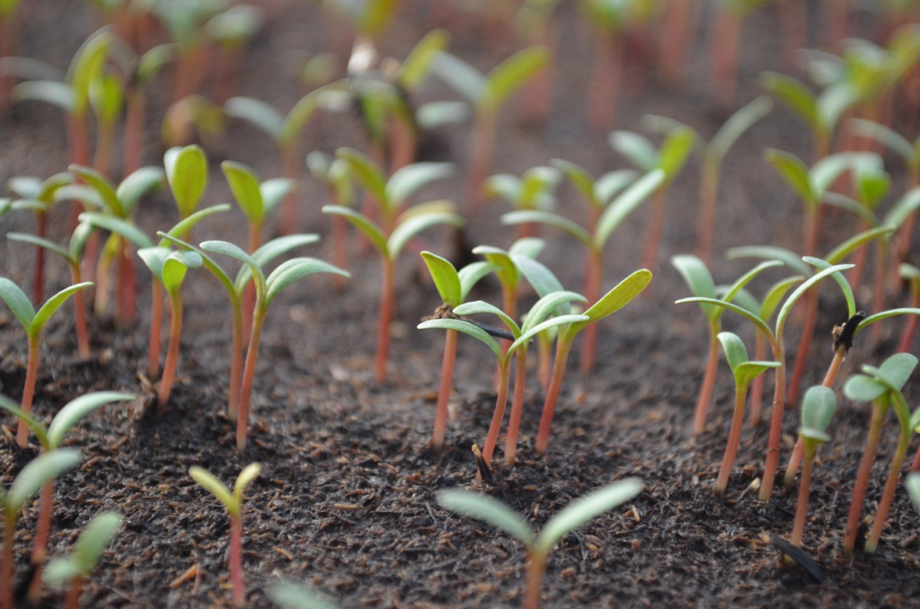 tomato, shoots, plant, germination, green, seedling, bio, nature, seedlings, grow, leaves