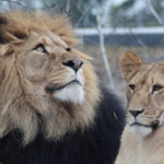 male lion, lioness, nature, lion, lions, zoo, wildlife, brown lion