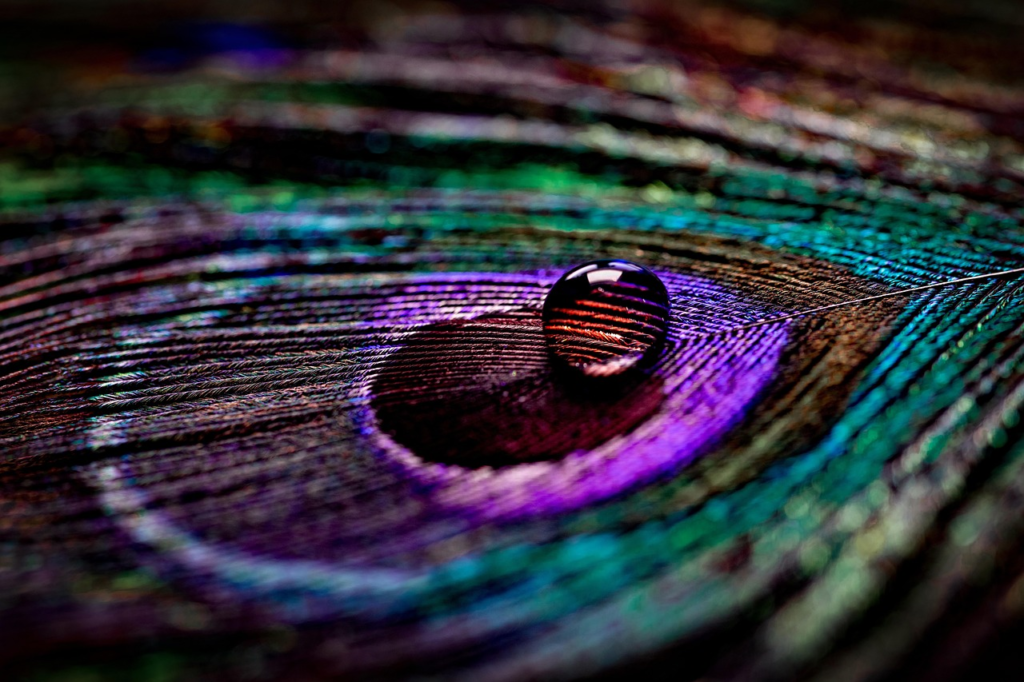 peacock, feather, dewdrop, dew, colorful, water, liquid, raindrop, wet, plumage, nature, macro