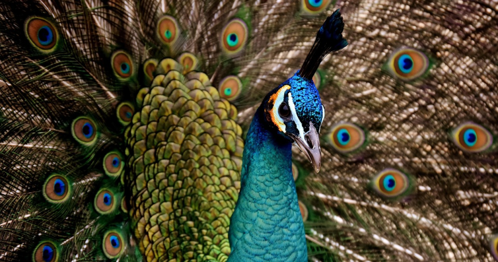 peacock, beautiful, nature, multicoloured, bird, coloured, proudly, peacock eye
